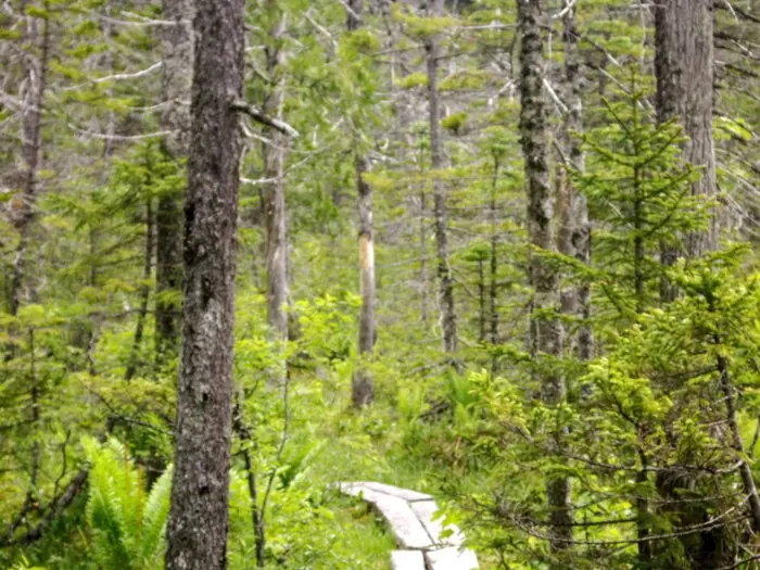 At Bog Hike