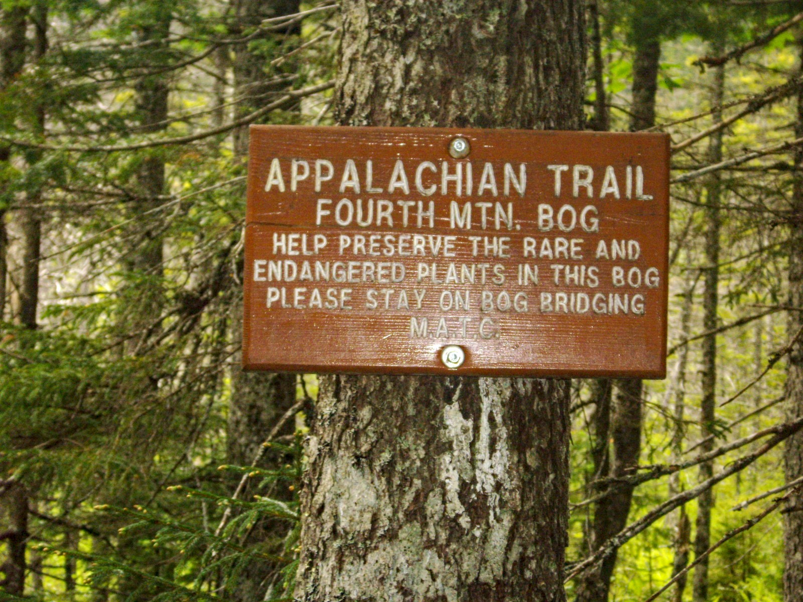 AT bog boardwalk north of White Cap — slow going but prime moose habitat at dawn