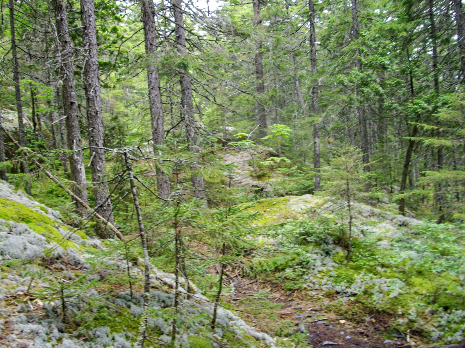 Leaving Monson on day one — the trail heads north into the forest and doesn't look back