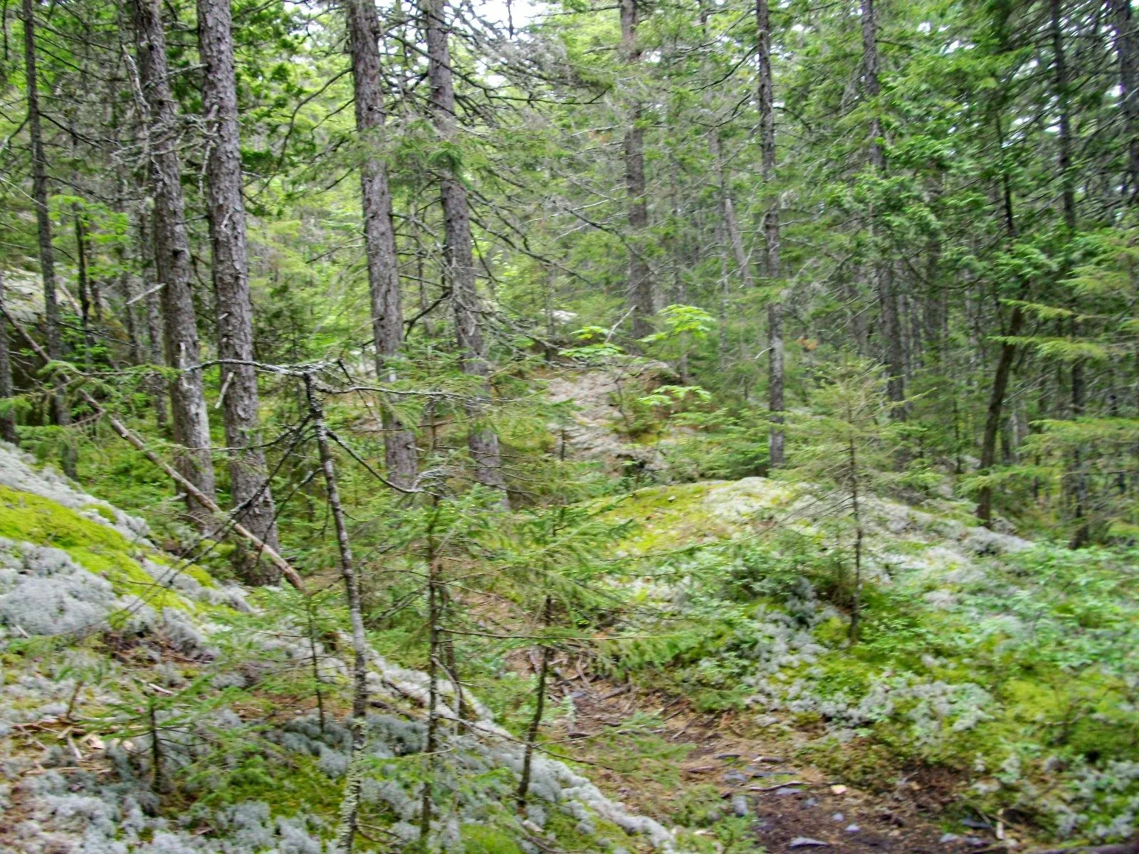 Leaving Monson on day one — the trail heads north into the forest and doesn't look back