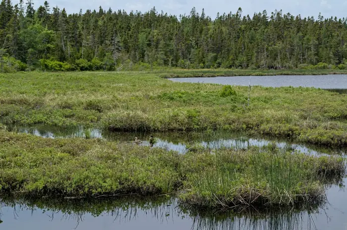 Acadia Marsh Mallard