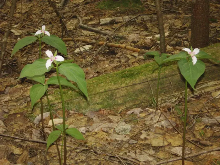 Pink Trilliums Spring Trail
