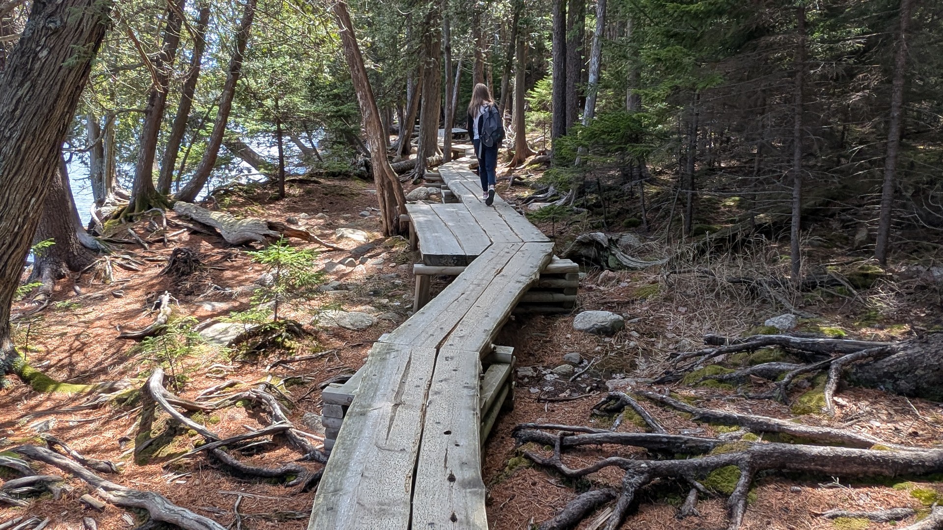 Walking the west shore boardwalk in late April — bare trees, standing water in the bog on both sides, nobody else on trail