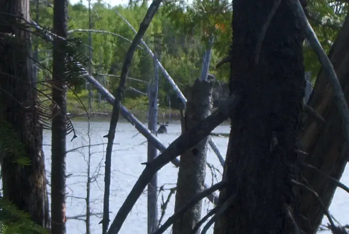 Moose Sandy Stream Pond 2