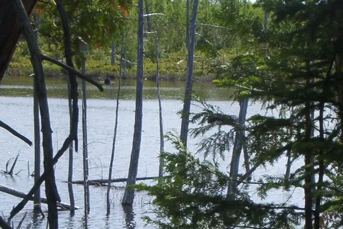 Moose Sandy Stream Pond