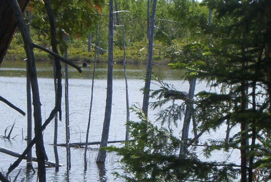 Moose foraging in Sandy Stream Pond, Baxter State Park — standing dead trees from beaver activity frame the view
